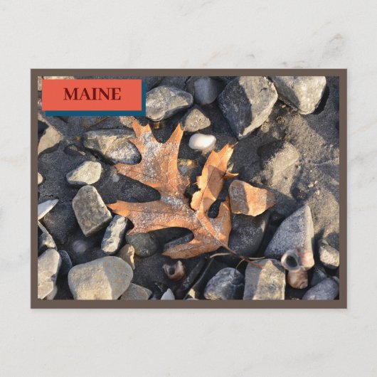 Leaf Stones Shells Seapoint Beach Maine Natuur Briefkaart (Voorkant)