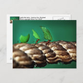 Leafcutter Ants Briefkaart (Voorkant / Achterkant)