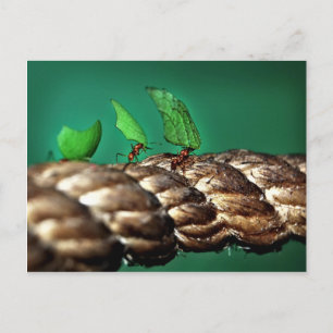 Leafcutter Ants Briefkaart