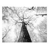 Leafless bomen foto afdruk (Voorkant)