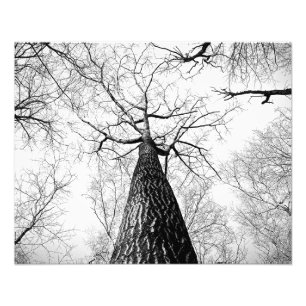 Leafless bomen foto afdruk