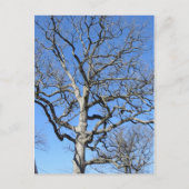 Leafless Tree Briefkaart (Voorkant)