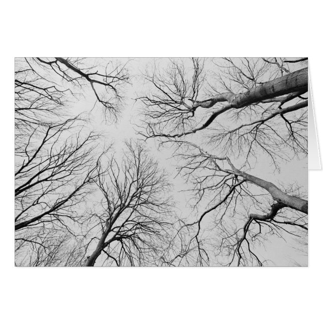 Leafless Trees in Thiepval Wood (Voorkant Horizontaal)