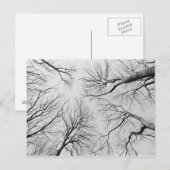 Leafless Trees in Thiepval Wood Briefkaart (Voorkant / Achterkant)