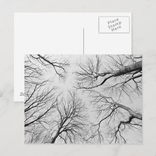 Leafless Trees in Thiepval Wood Briefkaart (Voorkant / Achterkant)