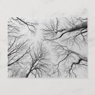 Leafless Trees in Thiepval Wood Briefkaart