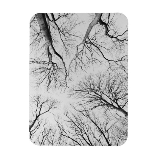 Leafless Trees in Thiepval Wood Magneet (Verticaal)