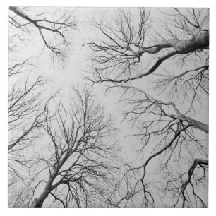 Leafless Trees in Thiepval Wood Tegeltje