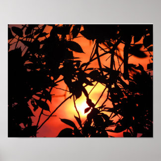 Leafs in de zon poster