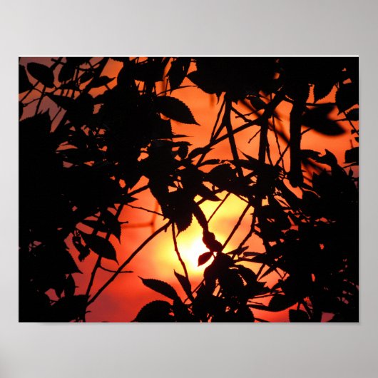 Leafs in de zon poster (Voorkant)