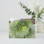 Leafy Cabbage Briefkaart (Staand voorkant)