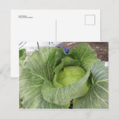 Leafy Cabbage Briefkaart (Voorkant / Achterkant)