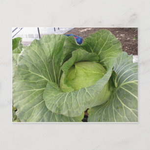 Leafy Cabbage Briefkaart
