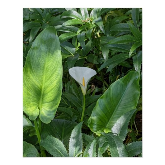 Leafy Foliage and White Calla Lily Glossy Perfect Poster (Voorkant)