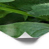 Leafy Foliage and White Calla Lily Glossy Perfect Poster (Hoek)