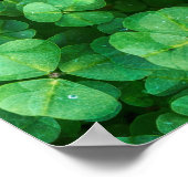 Leafy Green Clovers met waterdruppeltjes Poster (Hoek)
