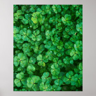 Leafy Green Clovers met waterdruppeltjes Poster