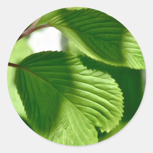 Leafy Green Ronde Sticker (Voorkant)