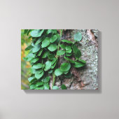 Leafy Green Vine kweek op boomstam Canvas Afdruk (Voorkant)