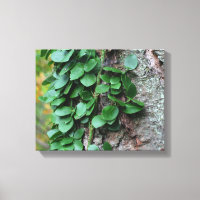 Leafy Green Vine kweek op boomstam