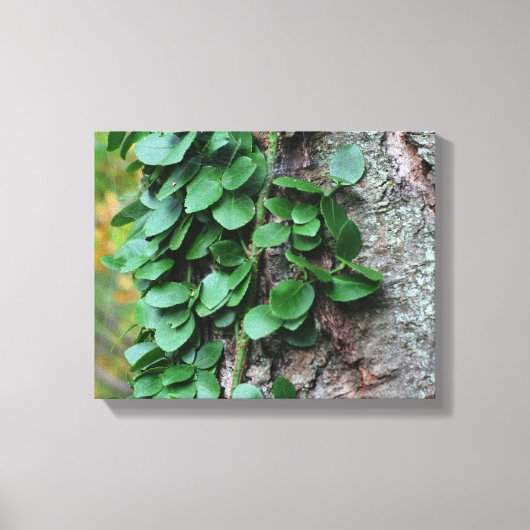 Leafy Green Vine kweek op boomstam Canvas Afdruk (Voorkant)