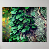 Leafy Green Vine kweek op boomstam Poster (Voorkant)