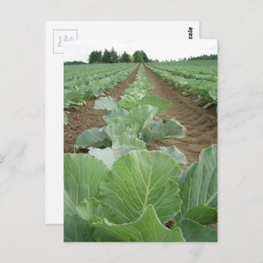Leafy Greens, Farming Briefkaart (Voorkant / Achterkant)