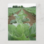 Leafy Greens, Farming Briefkaart (Voorkant)