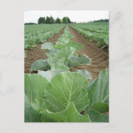 Leafy Greens, Farming Briefkaart