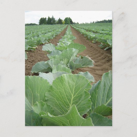 Leafy Greens, Farming Briefkaart (Voorkant)