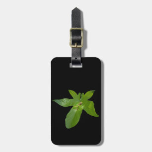 Leafy Haven: een kleine groene kikker op een druiv Bagagelabel