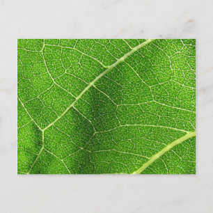 Leafy Labyrinth Briefkaart