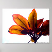 Leafy Plant Poster (Voorkant)