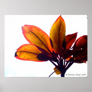Leafy Plant Poster