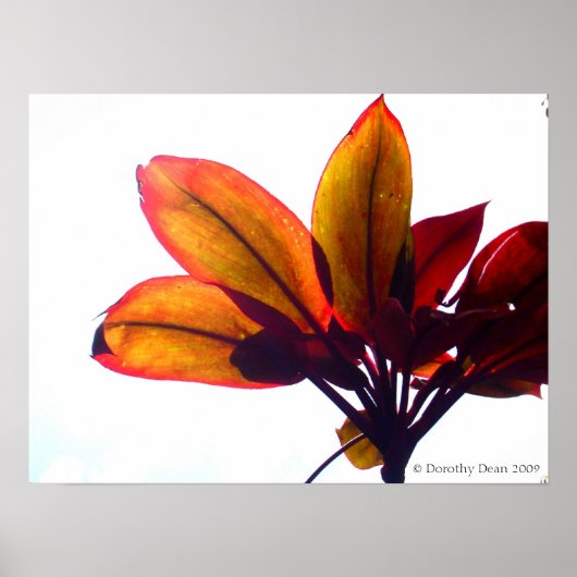 Leafy Plant Poster (Voorkant)