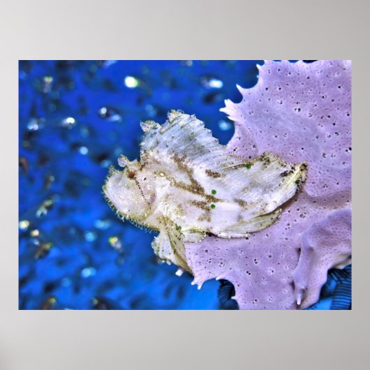 Leafy Scorpionfish Poster (Voorkant)