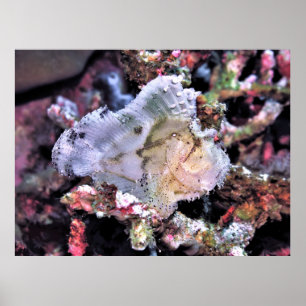 Leafy Scorpionfish Poster
