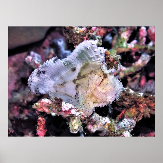 Leafy Scorpionfish Poster (Voorkant)