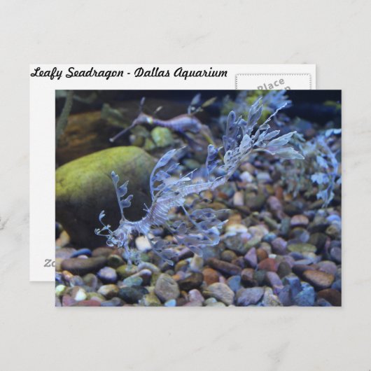Leafy Seadragon # 2 Briefkaart (Voorkant / Achterkant)