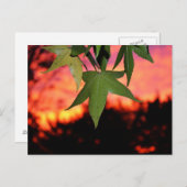 Leafy Sunset Briefkaart (Voorkant / Achterkant)