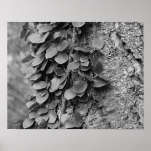 Leafy Vine On Tree Black And White Poster