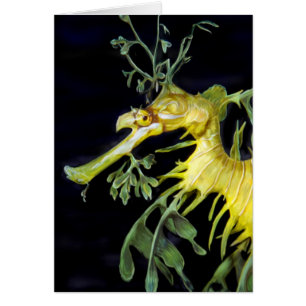 Leafy Zee Dragon