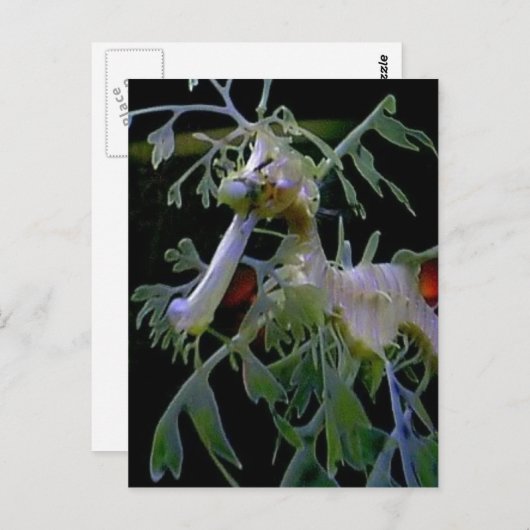 Leafy Zee Dragon Briefkaart (Voorkant / Achterkant)