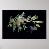 Leafy Zee Dragon & Weedy Seadragon Poster (Voorkant)