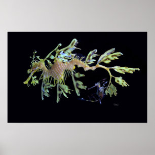Leafy Zee Dragon & Weedy Seadragon Poster