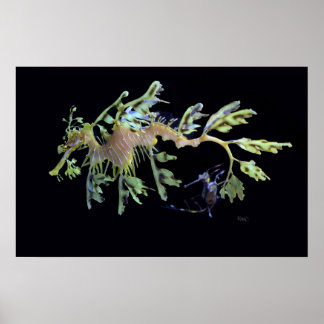 Leafy Zee Dragon & Weedy Seadragon Poster