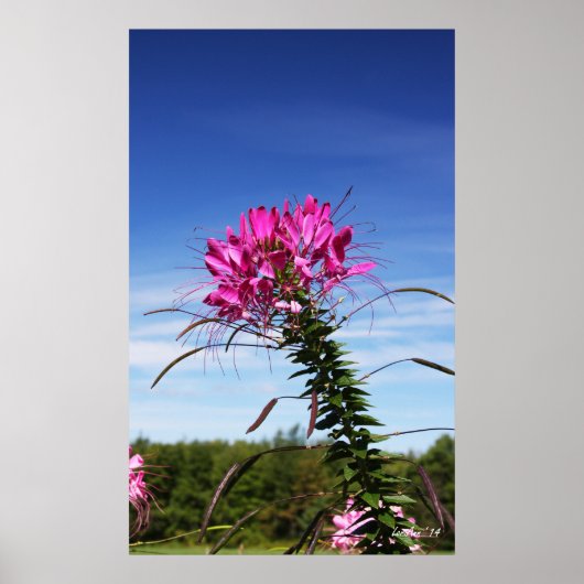 Leaning Cleome Poster (Voorkant)