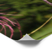 Leaning Cleome Poster (Hoek)