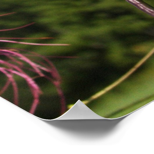 Leaning Cleome Poster (Hoek)