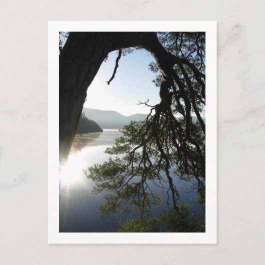 Leaning Pine: Friar's Crag, Derwentwater Briefkaar Briefkaart (Voorkant)